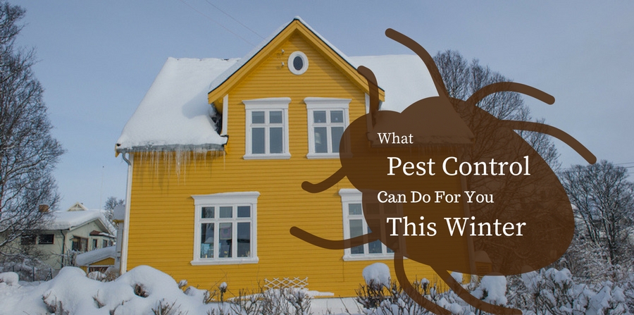 Pest control Melbourne