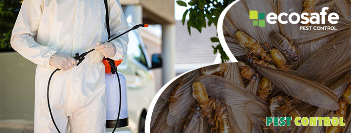 Pest Control Melbourne