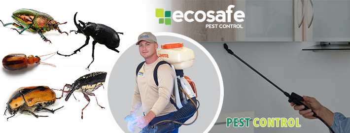 Pest Control Melbourne