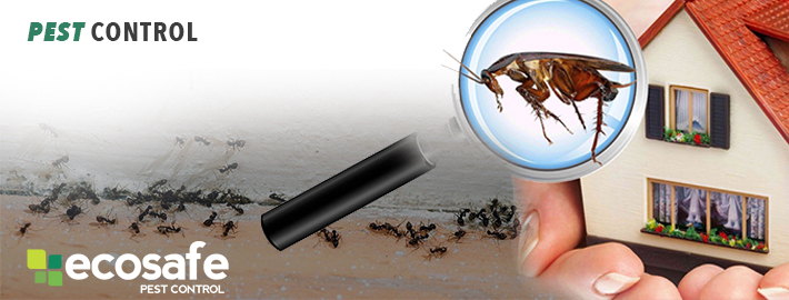 Pest Control Melbourne