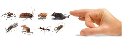 Pest Control Melbourne