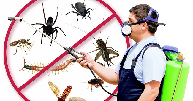 Pest Control Melbourne
