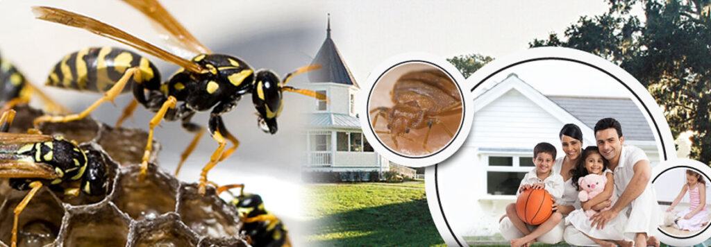 Hire Eco Safe Pest Control Specialists Prevent Harmful Pets