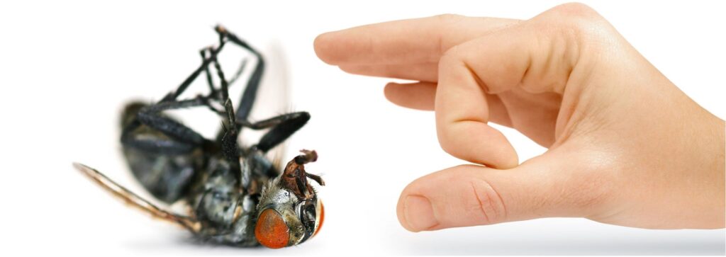 What Are the Key Benefits of Eco Safe Pest Control in Your House?