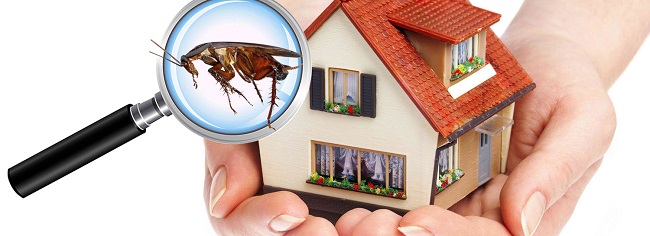 Pest Control Melbourne