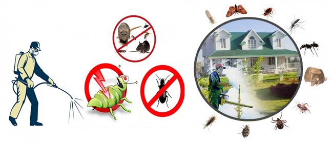 Benefits of Having A Pest Control at Your Place