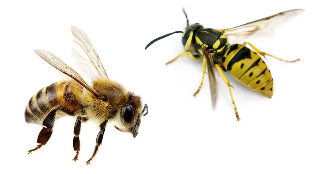 Wasps and bees, stinging pests removed by EcoSafe Pest Control in Melbourne