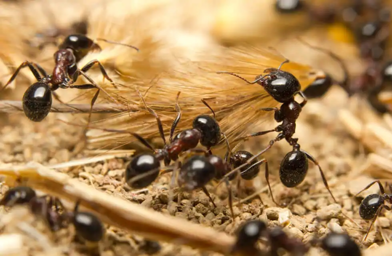 black garden ants