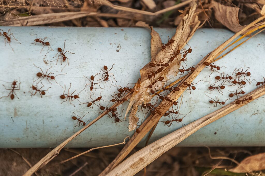Red ants on a pipe, the kind of infestation handled by ant removal Melbourne technicians