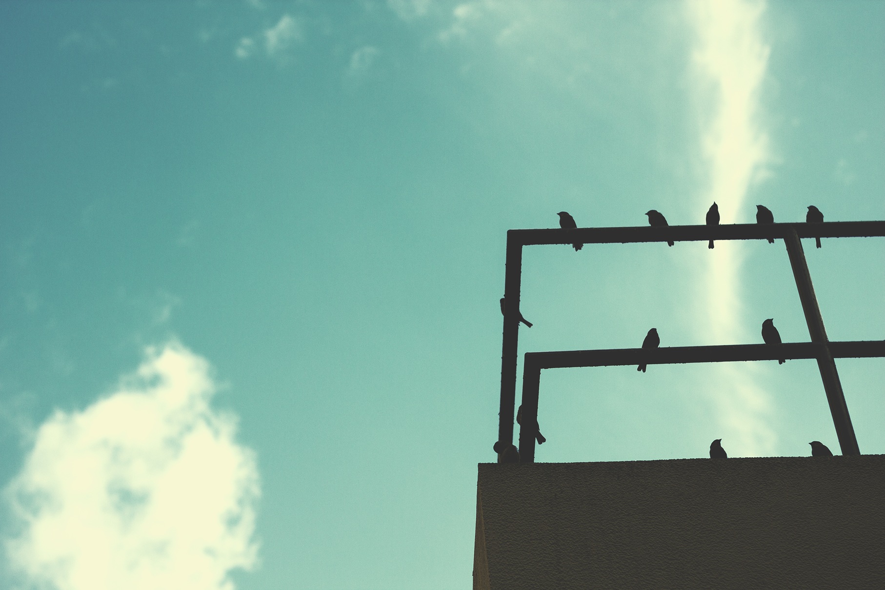 Flock of birds on rooftop with blue sky