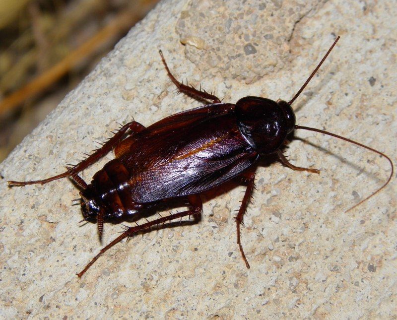 Blatta orientalis