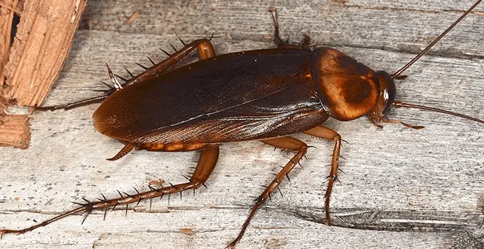 cockroach-on-wood
