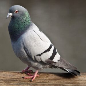 Feral pigeon roosting on a ledge, a common target for bird control Melbourne services