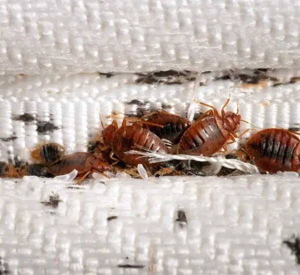 Bed bug removal Melbourne treatment being applied to a mattress