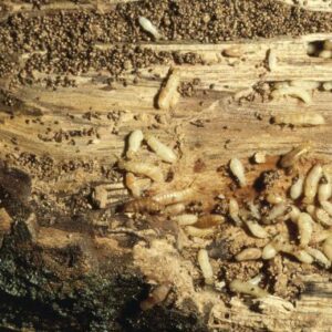 Termites