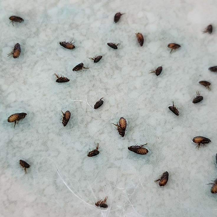Flea infestation in a home carpet requiring flea removal Melbourne treatment
