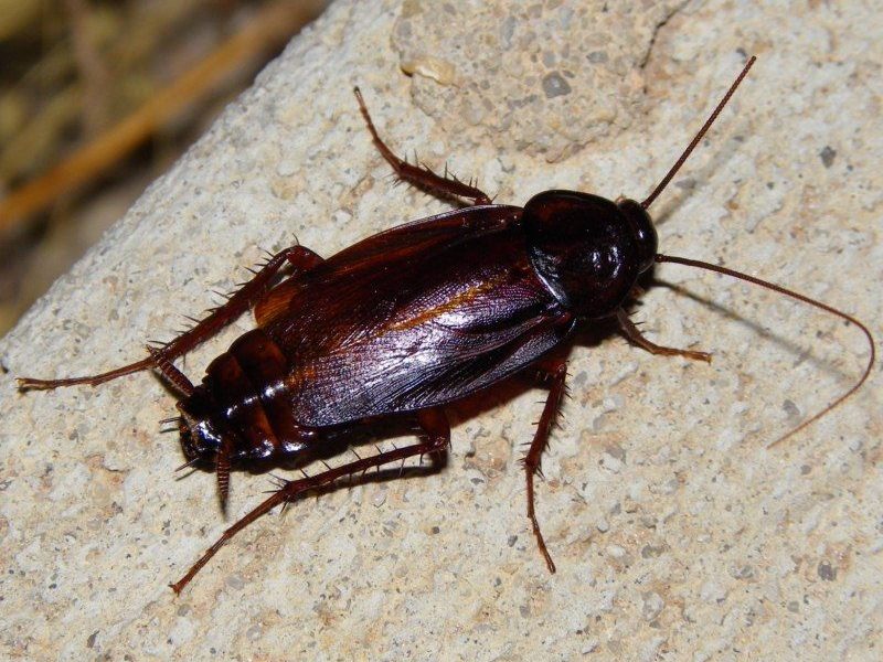 Blatta orientalis