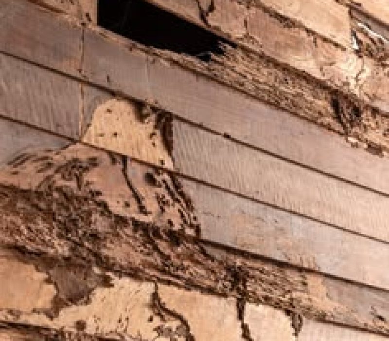 The background is close to the old wooden wall, the ruins of a house which has been eaten by termites for a long time, causing damage and disintegration.