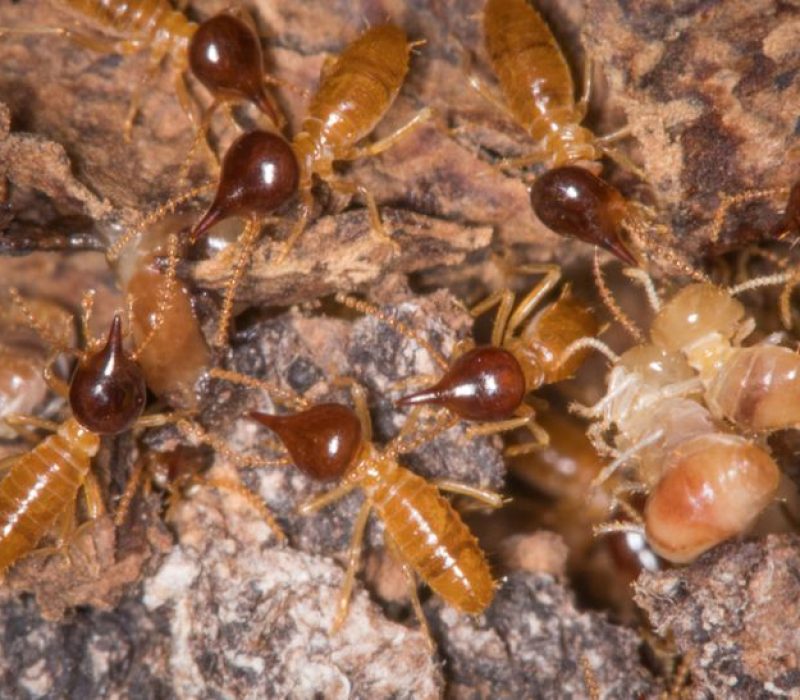 Conehead Termites (Genus Nasutitermes)