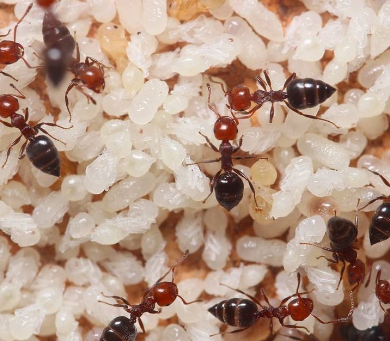 Crematogaster scutellaris