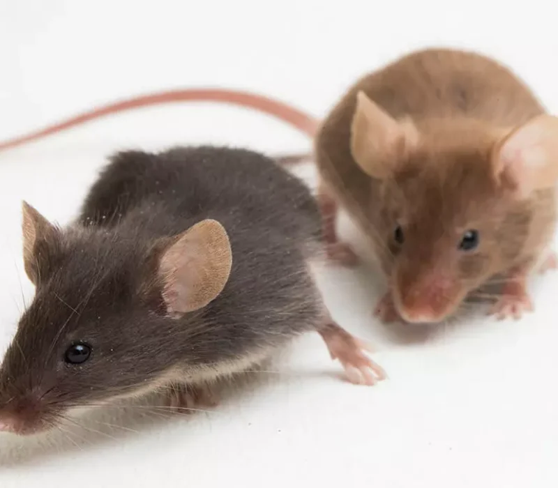 Rats & Mice