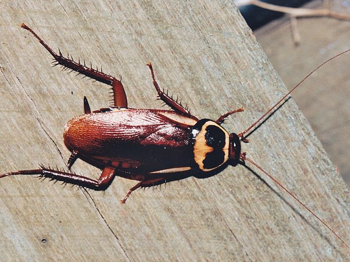 Periplaneta australasiae