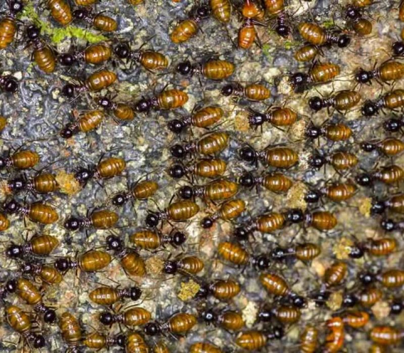 the colony of Nasutitermes exitiosus termite Species