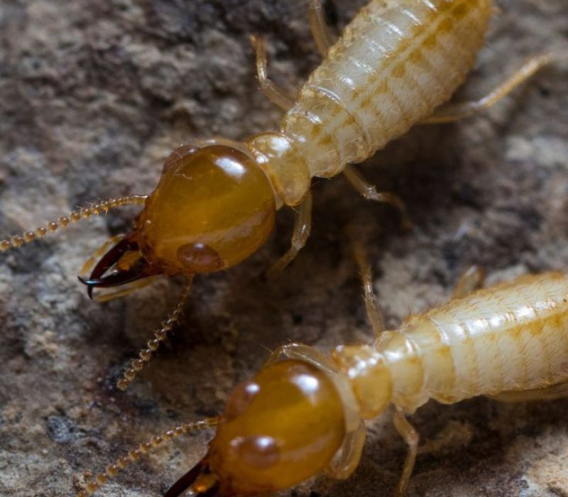 Termites