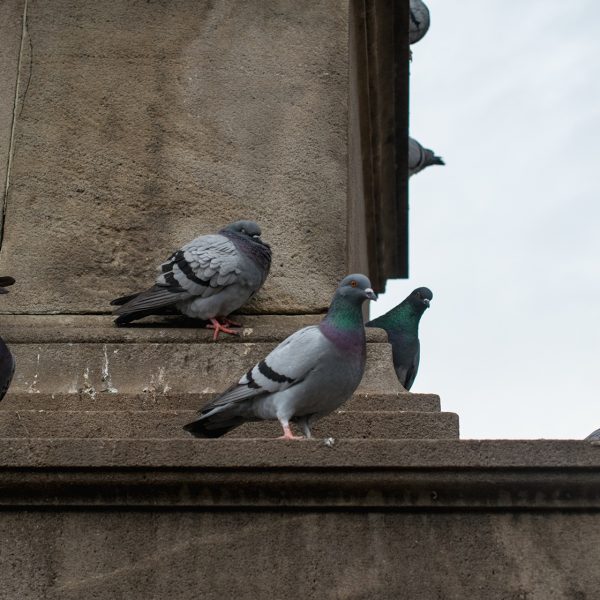 Flock of doves