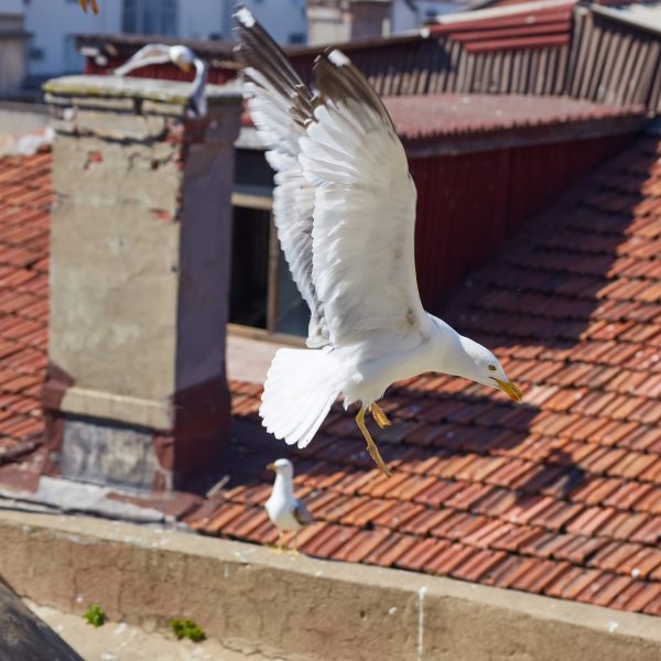 Sea Gulls flying